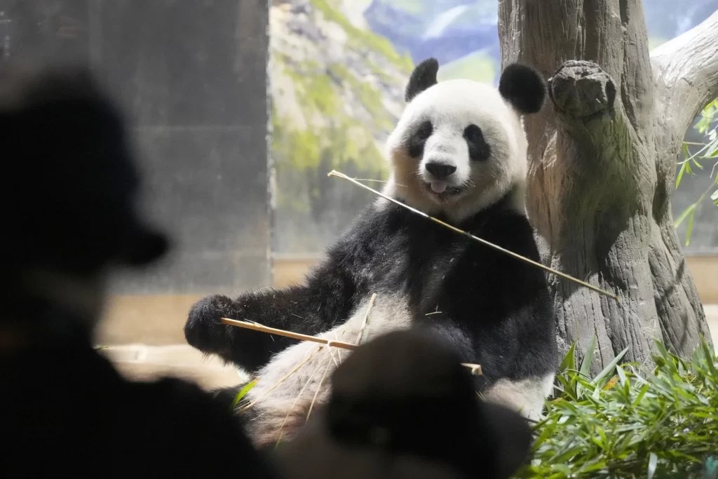 ¡Tristemente! Japoneses dicen adiós a popular pareja de pandas que regresa a China