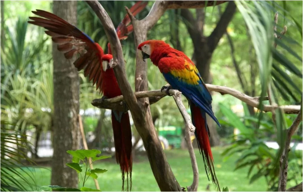 Rehabilitarán espacio destinado a las aves en el YUMKA