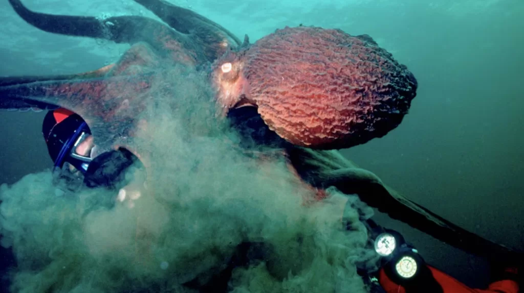 Día Mundial del Pulpo: ¿Porqué se celebra a los maestros del camuflaje?