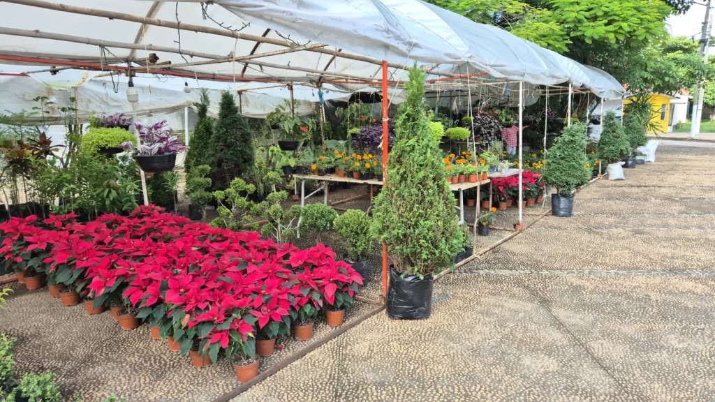 Inicia la instalación de flores de Nochebuena en Villahermosa, Tabasco