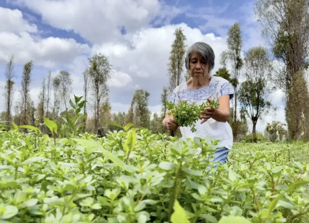 Comienza entrega de recursos atrasados de Producción para el Bienestar