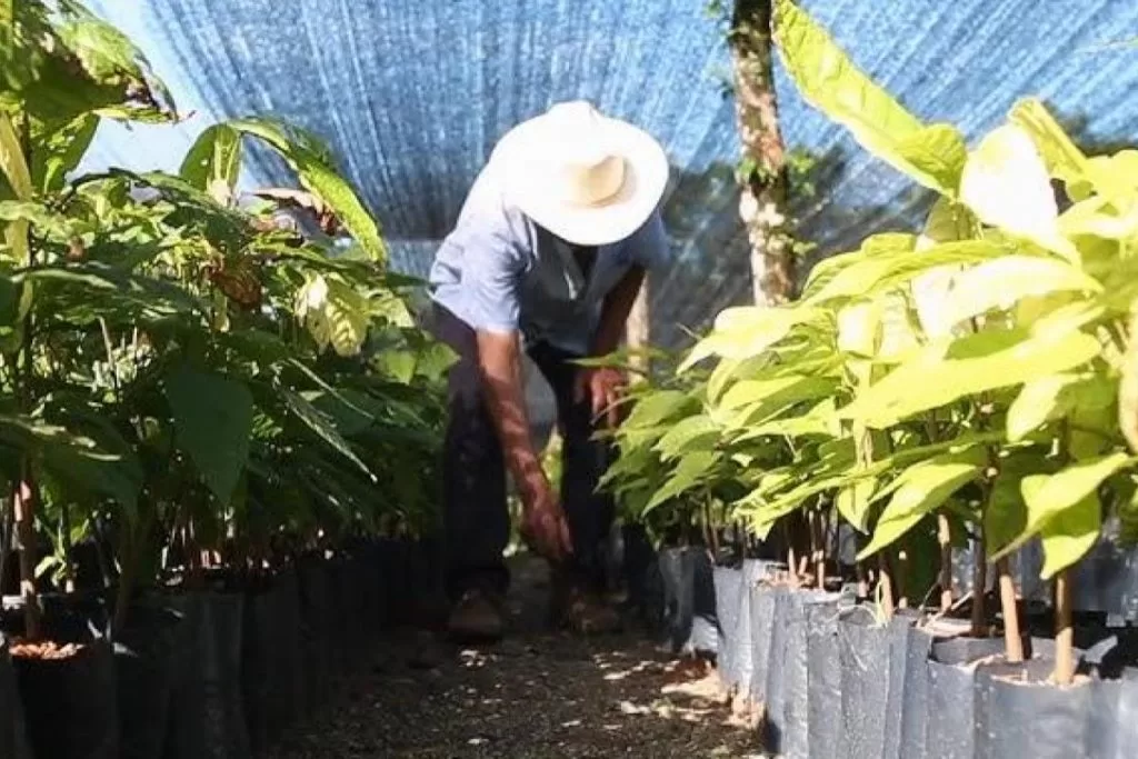 Iniciará el programa estatal "Sembrando Vida" con 20 mil beneficiarios en Tabasco